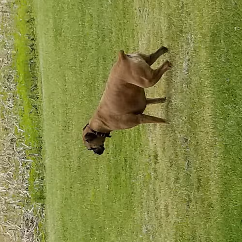 Turdley LIfe #456314262