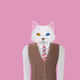Turkish Van Cat