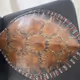Turtle Shell - old