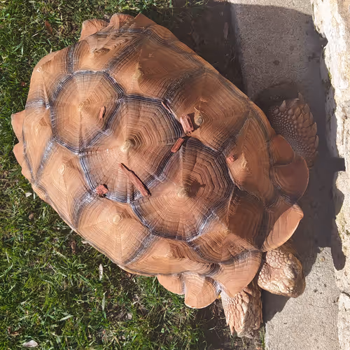 Turtles in the bay
