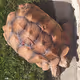 Turtles in the bay