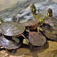Turtles
