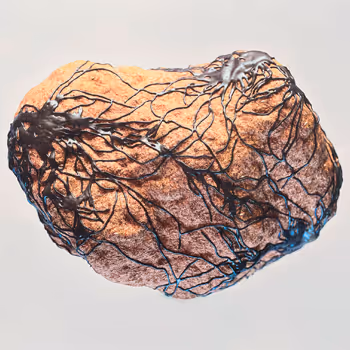 Travis Vermilye | Bound