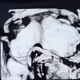 MCMA Rainbow Twins - Our unique birth