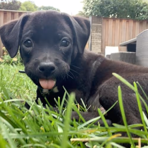 Tygo Puppy Collection