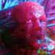 Bubblegum Grunge (Tyleross) - old