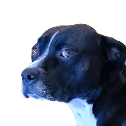 TYSONTHEDOG/SPECIALS
