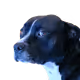 TYSONTHEDOG/SPECIALS