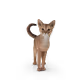 u9cat