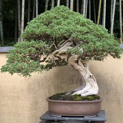 There is snake in my boot