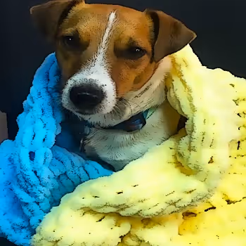 Ukrainian dog Collection