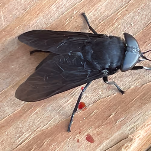 Untitled Collection of one of a kind ultra limited masterpiece NFTs