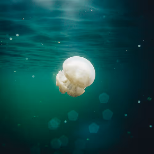 underwater creature