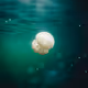 underwater creature