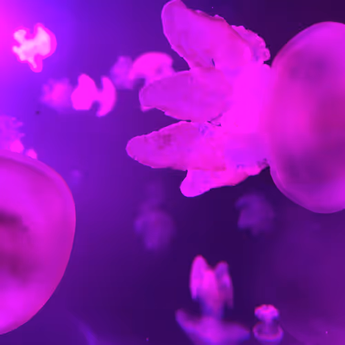 Underwater noise