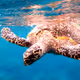 Underwater Sea Life Photography - Pixel Art