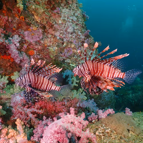 UNDERWATER WORLD (THAILAND)