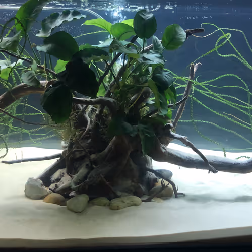 Underwaterlife V2 - old