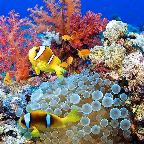 UnderwaterPhotography BY Jangda