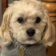 Unimp Dog