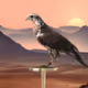 Unique 3D Arabian Falcons