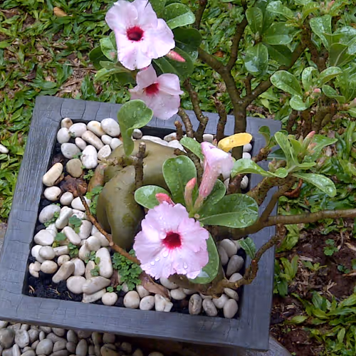 Unique n Beautiful Plants