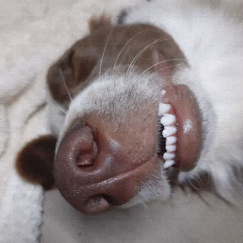 Unique Photos - Collection 1 - By Juan Augusto