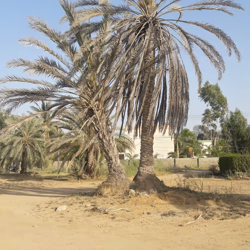 Unique Snaps Collection