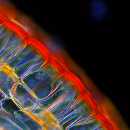 unnatural natural images.