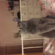 Bublik the cat