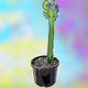 Happy Cactus Collection 01