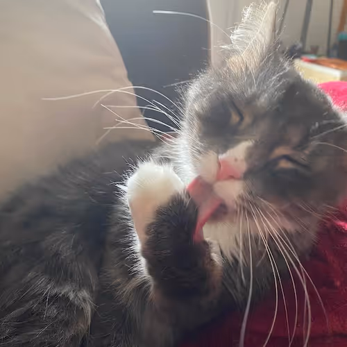 Socks The Cat