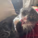 Socks The Cat