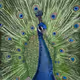 Carolyn M. Price - Digital Works