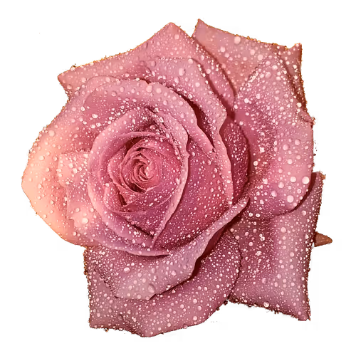 A Roses Dream - old