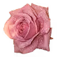 A Roses Dream - old