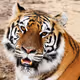Tiger42069
