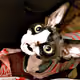 Caras de Sphynx #Gato