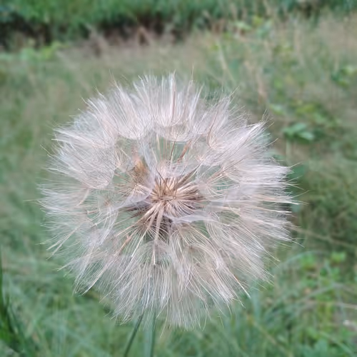 Electric Flowers