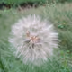 Electric Flowers
