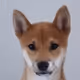 Kaito the shiba inu