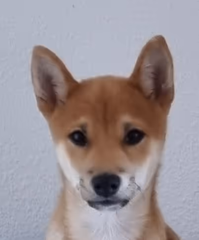 Kaito the shiba inu