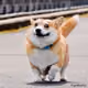 Daily Corgi