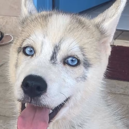 HuSkY LoVe