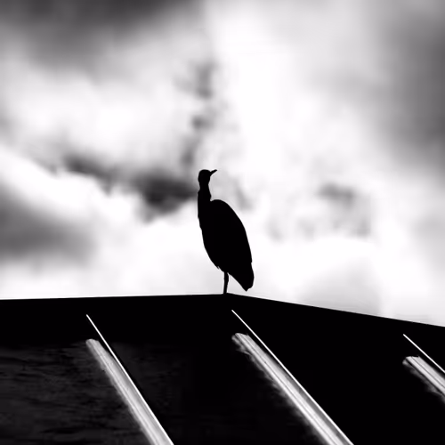 Wildlife-Black and White - old