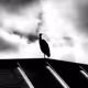 Wildlife-Black and White - old