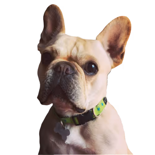 The Frenchie Collection