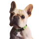 The Frenchie Collection