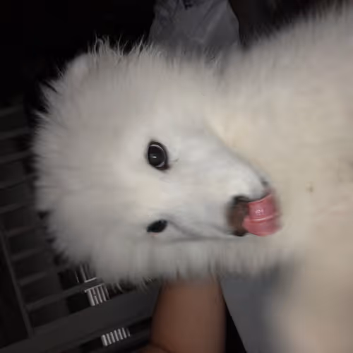 Untitled Collection #164031391