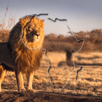 Africa Big Five Game Animals